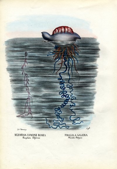 Meduusa, 1863-79 tekijältä Raimundo Petraroja