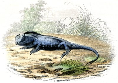 Haarukkapää (Lyriocephalus margaritaceus) - Bernard Germain de Lacepeden (1856-1925) Histoire Naturellesta poiminut levy, painos P.Furme, Pariisi tekijältä Raimundo Petraroja