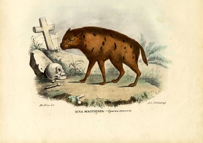 Naurava hyena, 1863-79 tekijältä Raimundo Petraroja