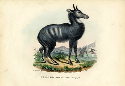 Nilgai tekijältä Raimundo Petraroja