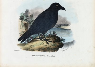 Korppi, 1863-79 tekijältä Raimundo Petraroja