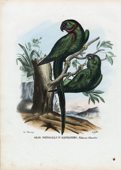 Ruusurengaspapakka, 1863-79 tekijältä Raimundo Petraroja