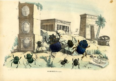Scarab Beetles, 1863-79 tekijältä Raimundo Petraroja