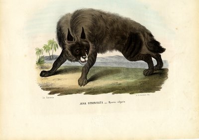 Raidallinen hyena, 1863-79 tekijältä Raimundo Petraroja