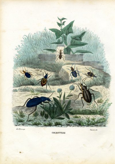 Tiikeri ja maakuoriaiset, 1863-79 tekijältä Raimundo Petraroja