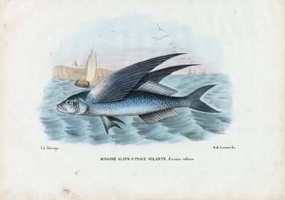 Trooppinen kaksisiipinen flyingfish, 1863-79 tekijältä Raimundo Petraroja