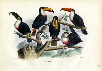 Tukaanit, 1863-79 tekijältä Raimundo Petraroja