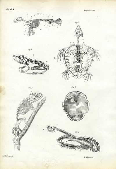 Kilpikonna, 1863-79 tekijältä Raimundo Petraroja