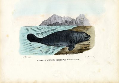 Länsi-Intian manaatti, 1863-79 tekijältä Raimundo Petraroja