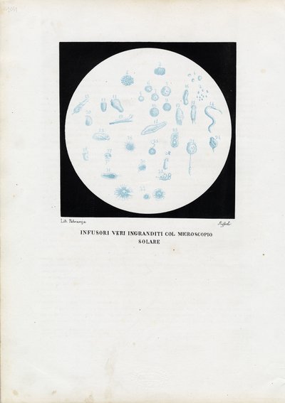 Pyöräeläin, 1863-79 tekijältä Raimundo Petraroja