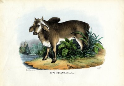 Zebu, 1863-79 tekijältä Raimundo Petraroja