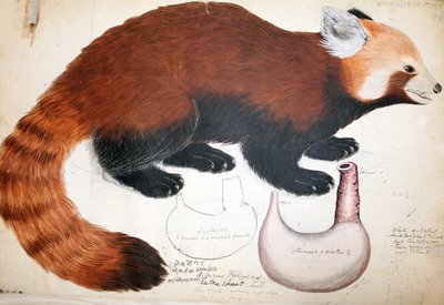 Hodgson Manuscripts Red Panda, 1831-47 (wc, kynä ja muste ja kynä paperille) tekijältä Raj Man Singh