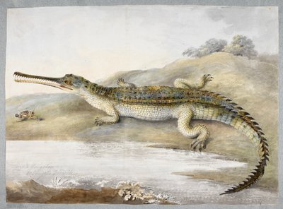 Gerial- tai gangetic-krokotiili kasvotusten heinäsirkan kanssa, n. 1820 (akvarelli paperille) tekijältä Ram Sita