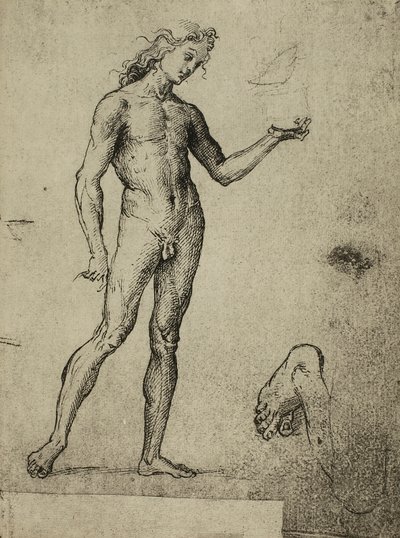 Miesten alaston tutkimus; piirustus Raphael. Gallerie dellAccademia, Venetsia tekijältä Raffaello Sanzio Raphael