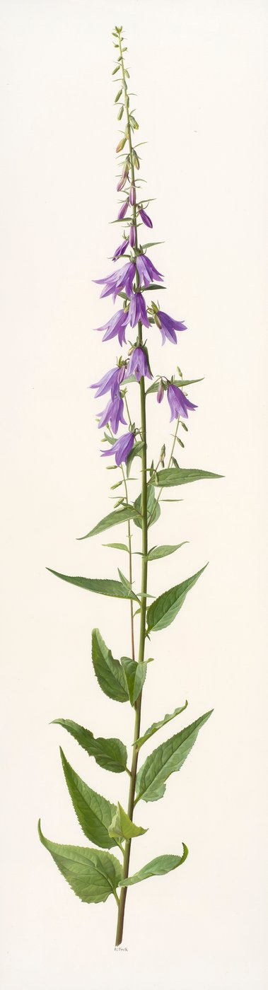 Adenophora-lajit (öljy paperille) tekijältä Raymond Booth