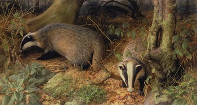 Badgers tekijältä Raymond Booth