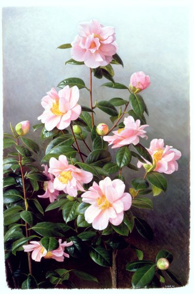 Camellia Japonica Lajike tekijältä Raymond Booth