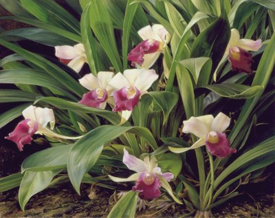 Cochleanthus hybridi tekijältä Raymond Booth
