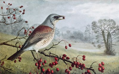 Fieldfare tekijältä Raymond Booth