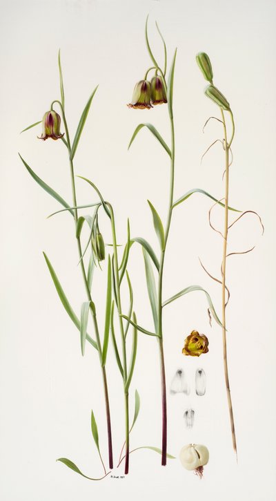 Fritillaria tekijältä Raymond Booth