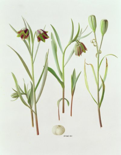 Fritillaria Kurdica tekijältä Raymond Booth