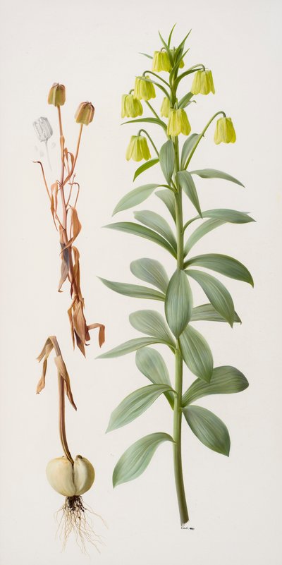 Fritillaria pallidiflora tekijältä Raymond Booth