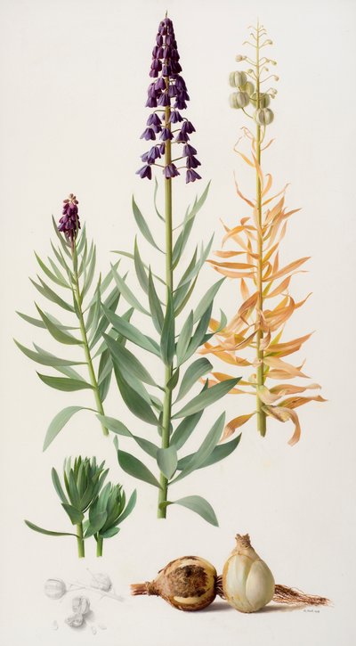 Fritillaria persica tekijältä Raymond Booth