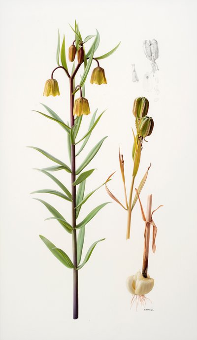 Fritillaria roylei tekijältä Raymond Booth