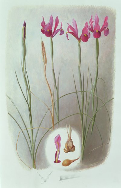 Iris filifolia tekijältä Raymond Booth