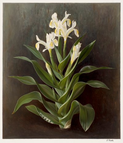 Iris willmottiana alba (öljy paperille) tekijältä Raymond Booth