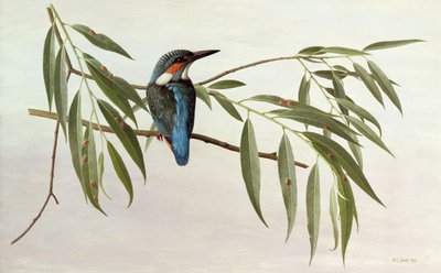 Kingfisher tekijältä Raymond Booth
