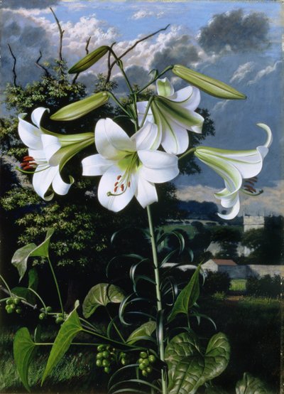 Lilium Emerald, n.1959 (öljy kartongille) tekijältä Raymond Booth