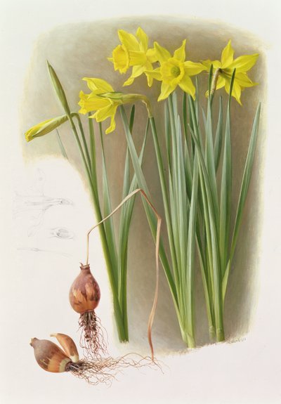 Narcissus Hispanicas Bujei tekijältä Raymond Booth