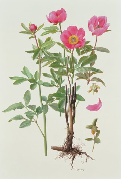 Arietina Paeonie tekijältä Raymond Booth