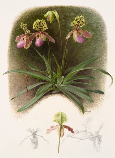Paphiopedilium henryi (öljy paperille) tekijältä Raymond Booth