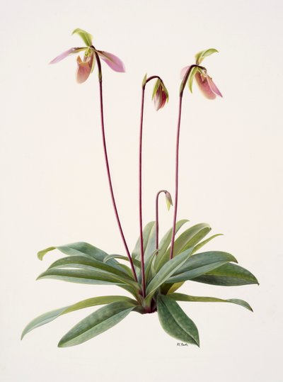 Pophiopedrium appletonianum (öljy paperille) tekijältä Raymond Booth