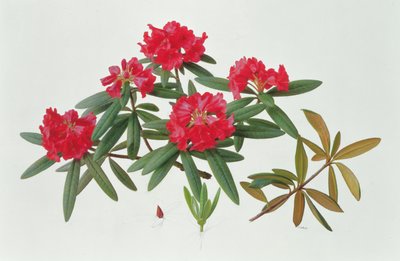 Rhododendron Microgynum tekijältä Raymond Booth