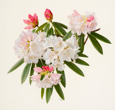 Rhododendron morii (öljy paperille) tekijältä Raymond Booth