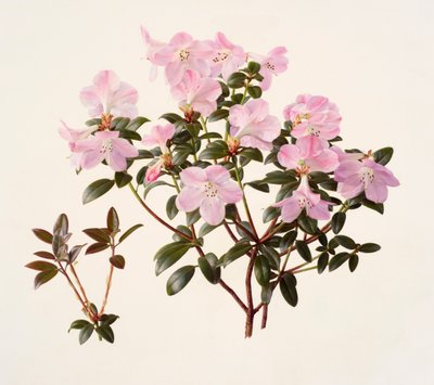 Rhododendron moupinense vaaleanpunakukkainen (öljy paperille) tekijältä Raymond Booth