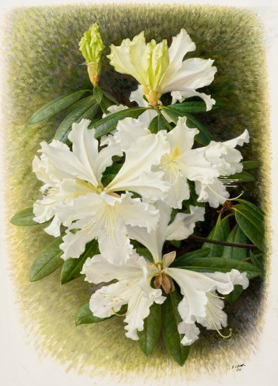 Rhododendron veitchianum, 2004 (öljy paperille) tekijältä Raymond Booth