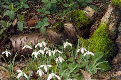 Lumikellot (öljy laudalle) tekijältä Raymond Booth