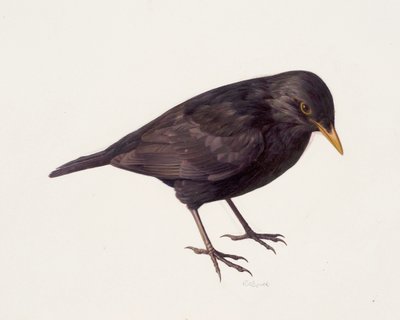 Tutkimus mustarastaan (öljy paperille) tekijältä Raymond Booth