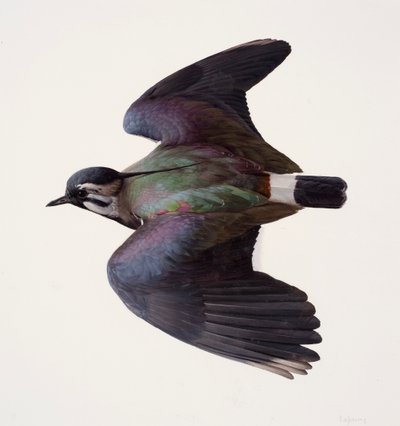 Tutkimus lapintiirasta (öljy paperille) tekijältä Raymond Booth