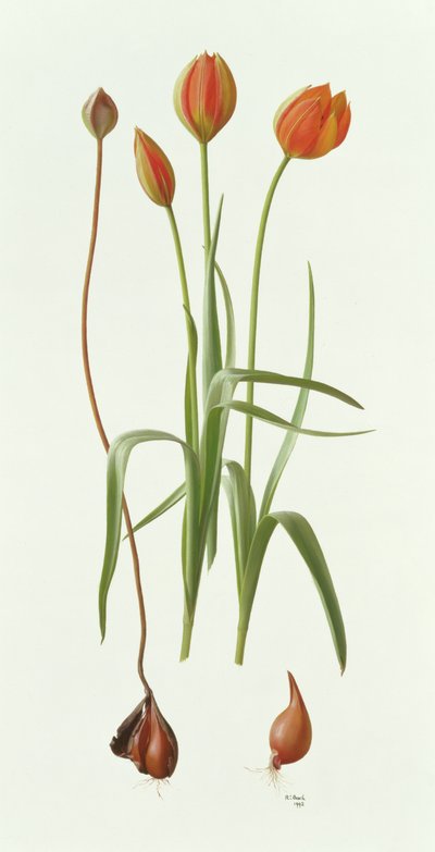 Tulipa Whittallii tekijältä Raymond Booth