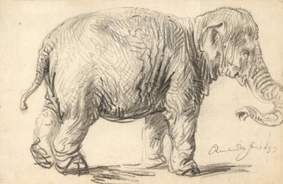Elefantti tekijältä Rembrandt van Rijn