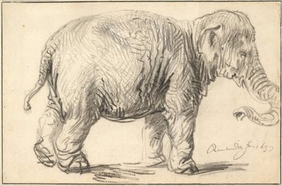 Elefantti, 1637 tekijältä Rembrandt van Rijn