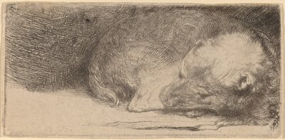 Nukkuva pentu tekijältä Rembrandt van Rijn