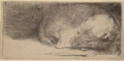 Nukkuva koiranpentu tekijältä Rembrandt van Rijn
