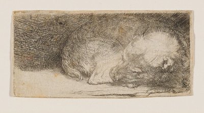 Nukkuva koiranpentu tekijältä Rembrandt van Rijn