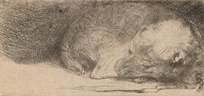 Nukkuva pentu, c. 1640. tekijältä Rembrandt van Rijn